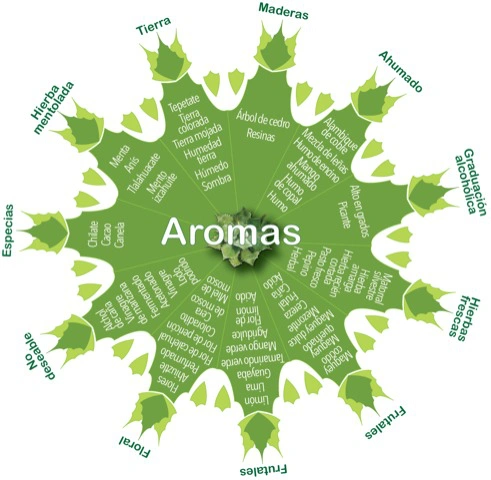 Maguey de los aromas del mezcal artesanal de Guerrero. Rosita de Borracho