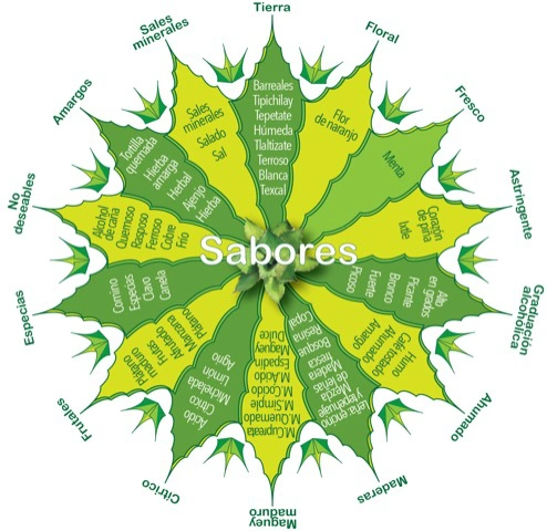 Maguey de los sabores del mezcal artesanal de Guerrero. Rosita de Borracho.